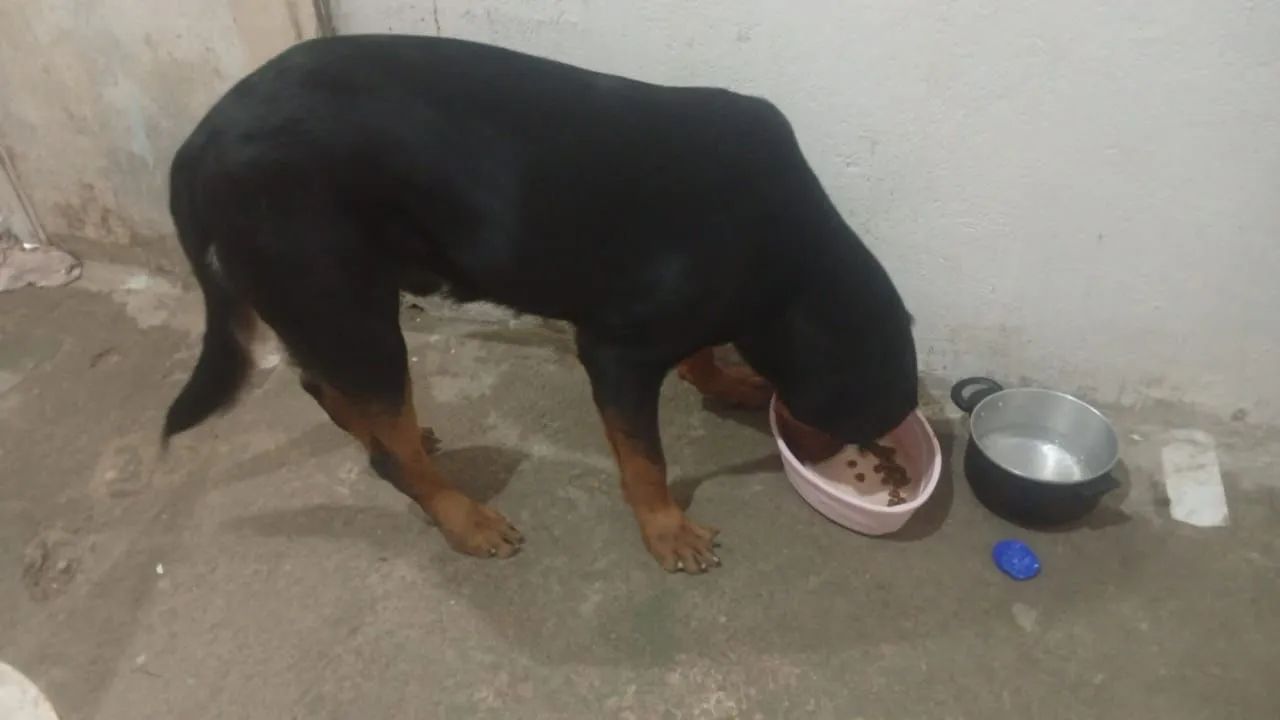 Cachorro rottweiler original 