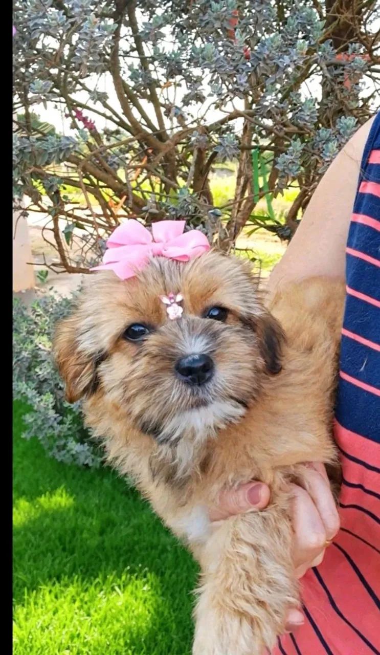 Lhasa Apso  - Foto 4