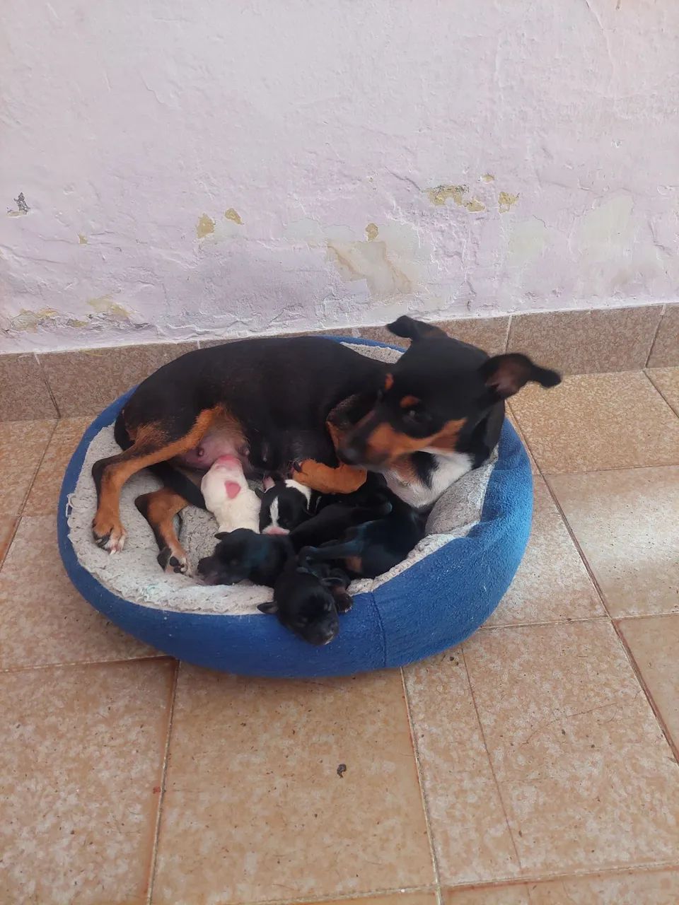 Cachorro Dachshund  canich  - Foto 5