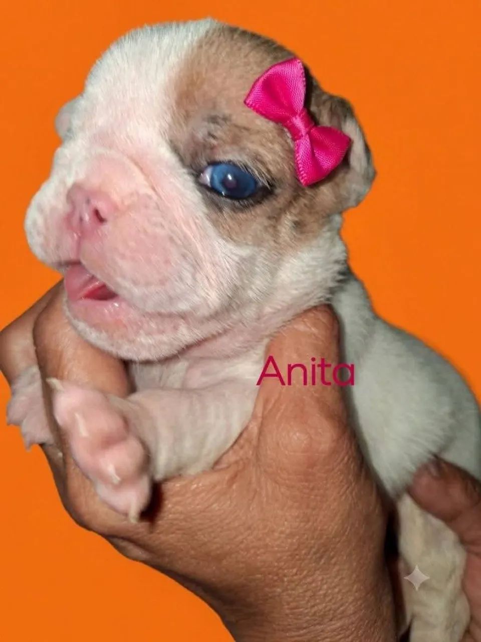 Bulldog inglês  mini - Foto 2