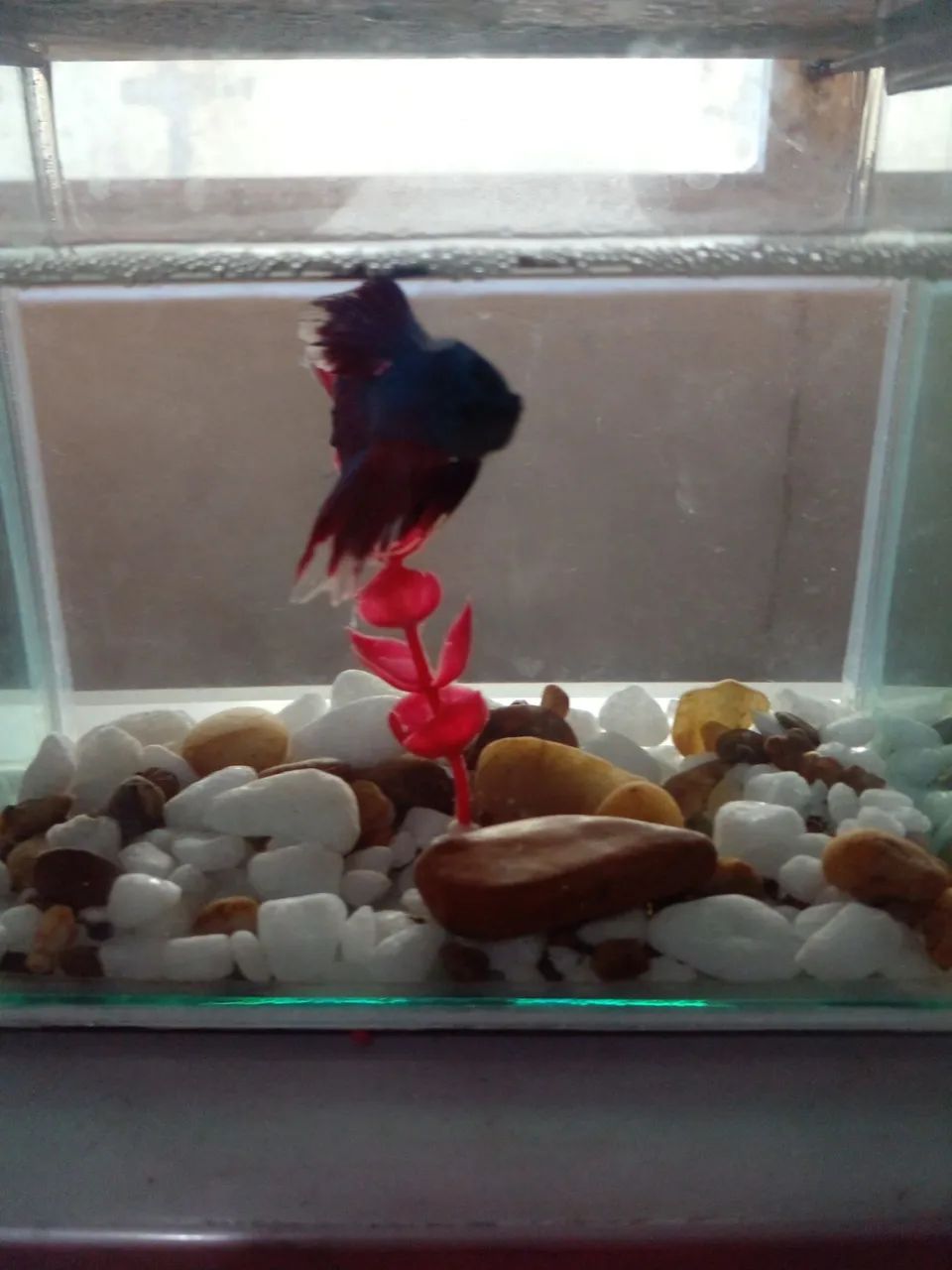 Peixe betta 