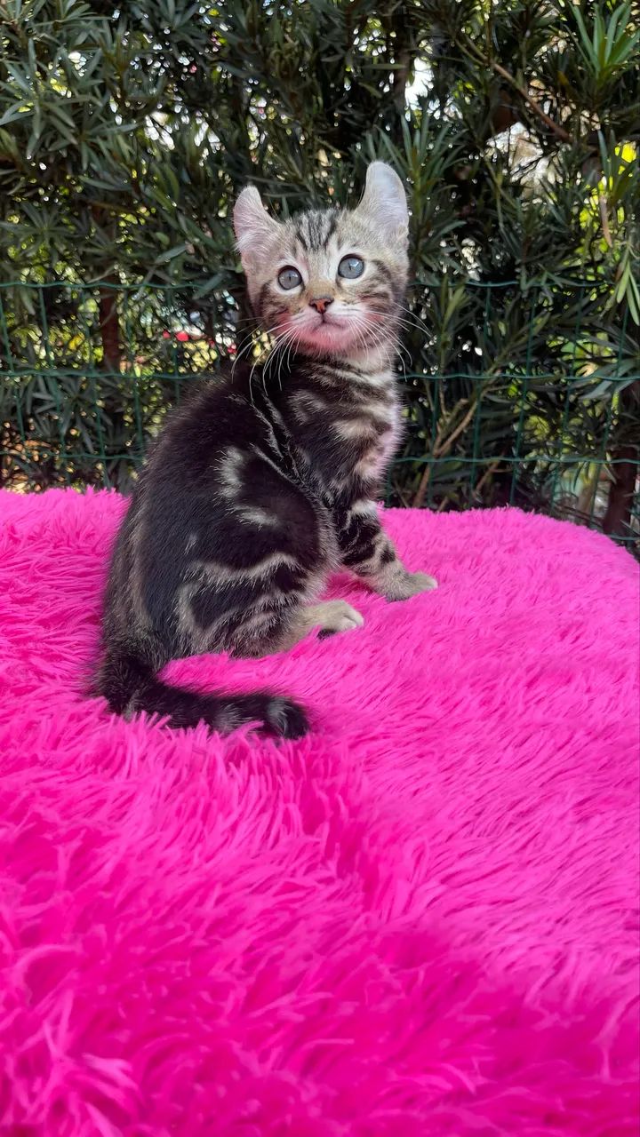 American Curl  - Foto 5