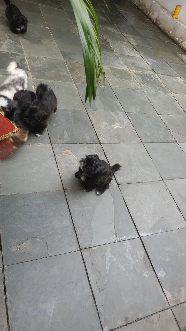 Filhotes shitzu  - Foto 4