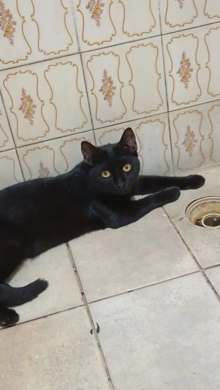 Gata adulta CASTRADA 