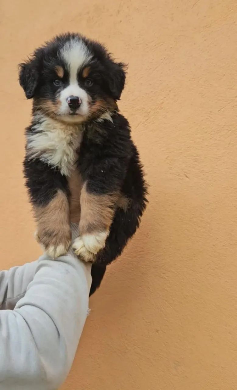Bernese Mountain com Pedigree Microchip  - Foto 2