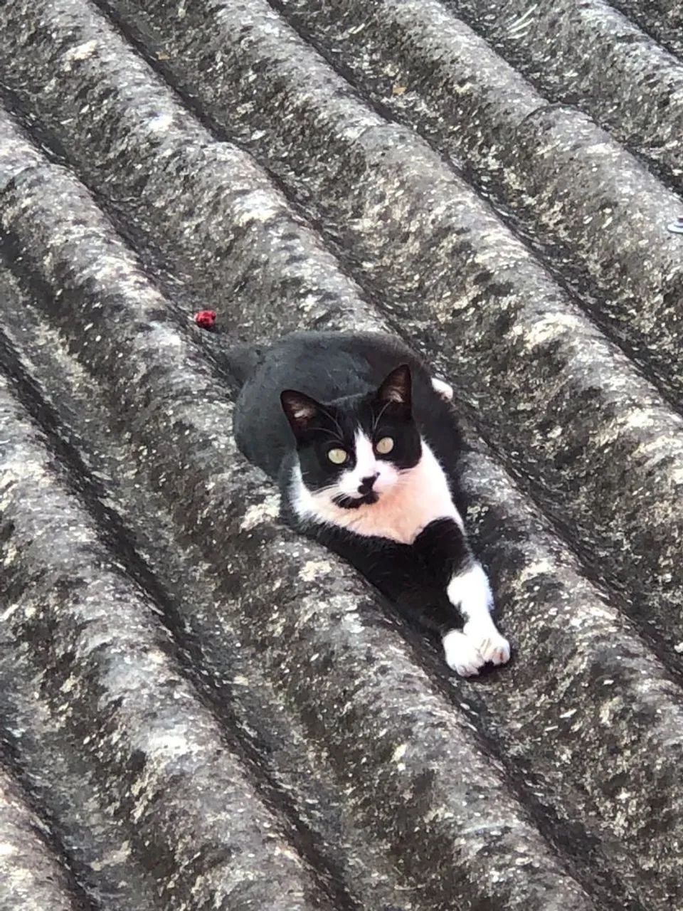 DOAÇÃO GATA FRAJOLA - Foto 3