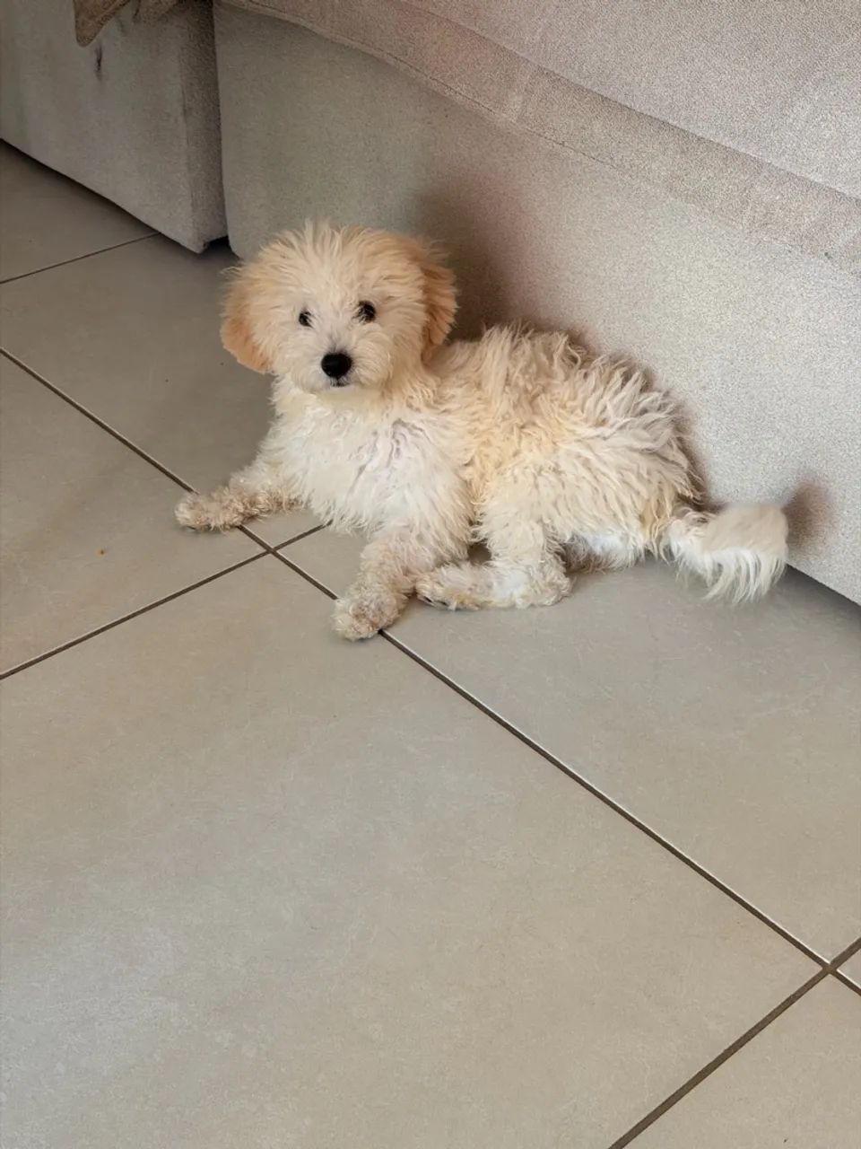 Poodle   - Foto 4