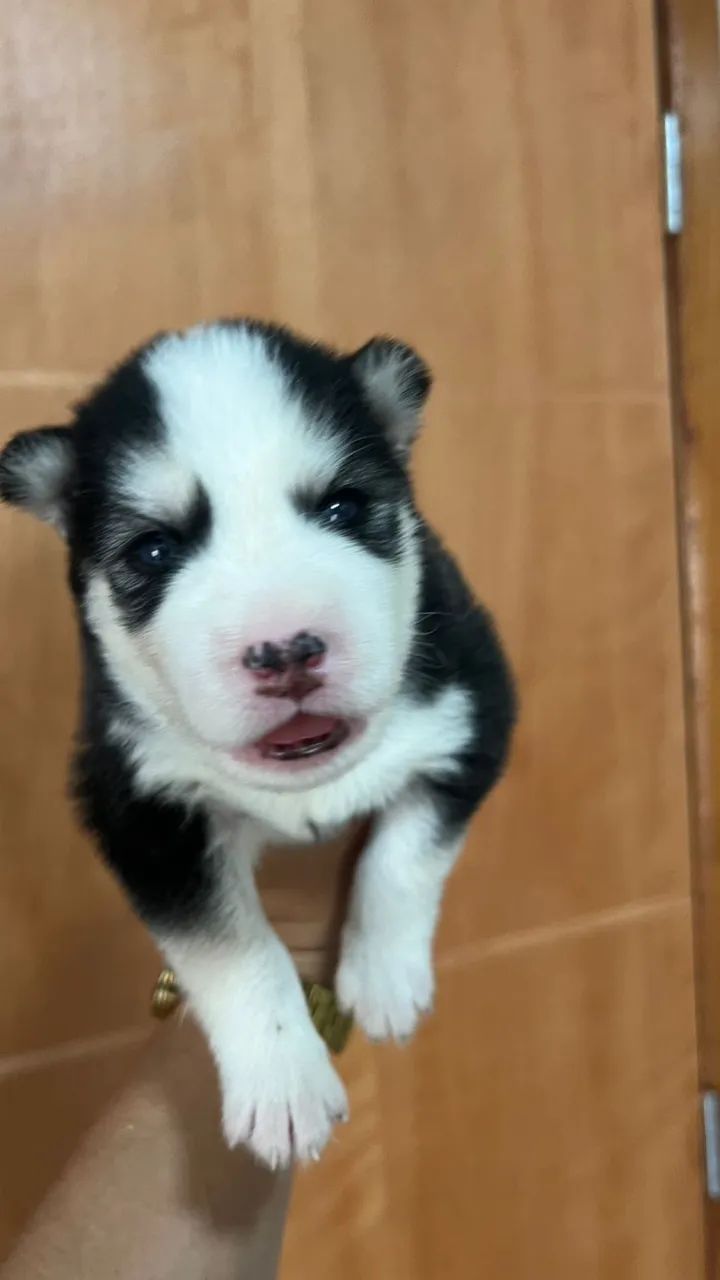 Filhotes de husky siberiano  - Foto 3