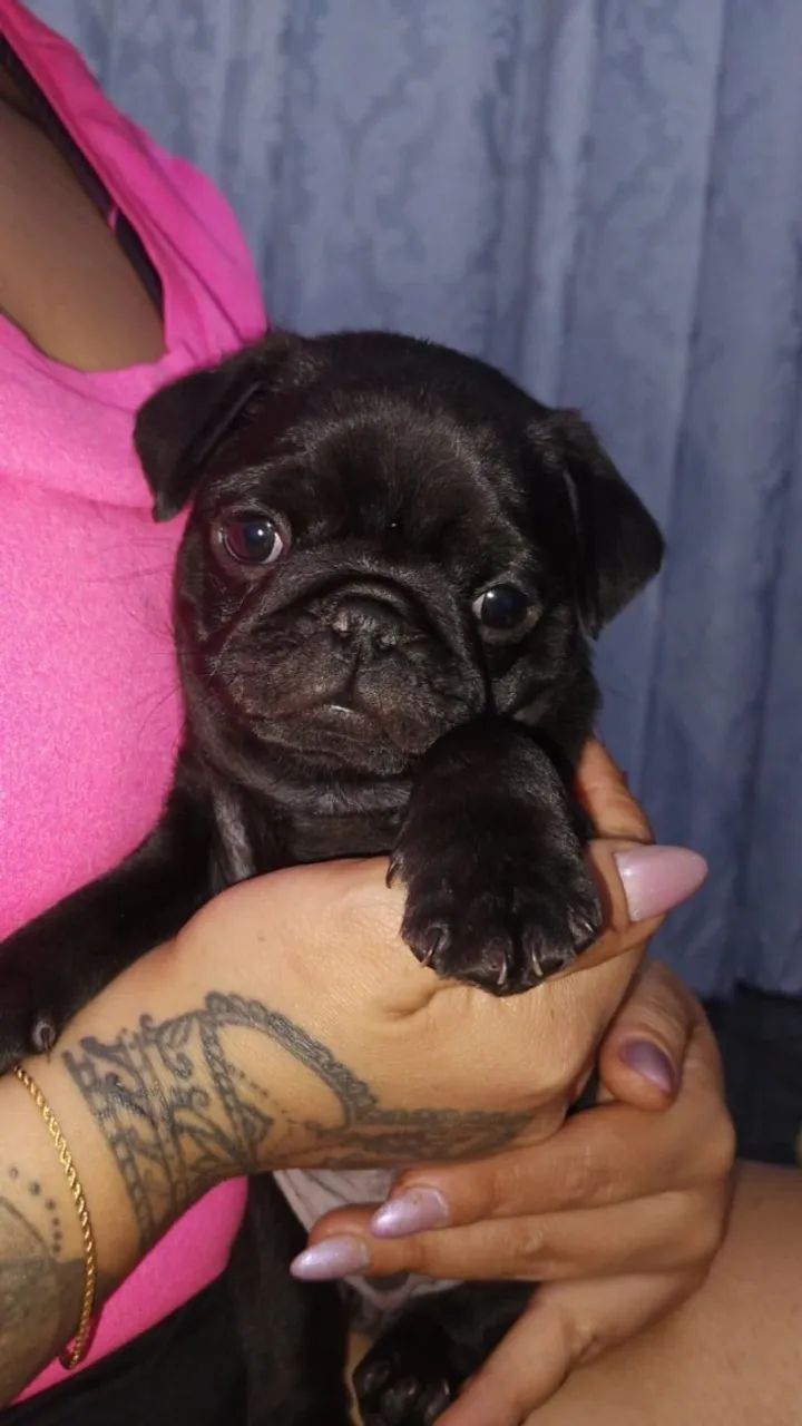 Cachorro - Foto 3