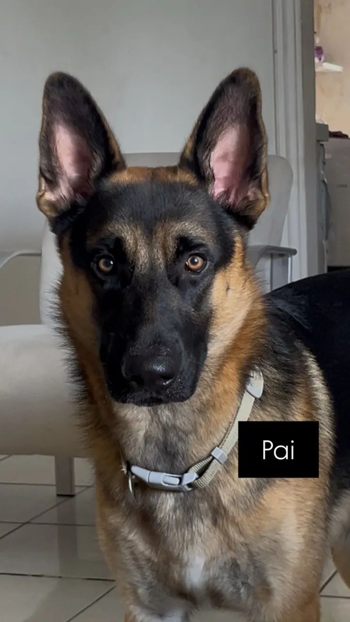FILHOTES DE CAPA PRETA COM MALINOIS - Foto 2