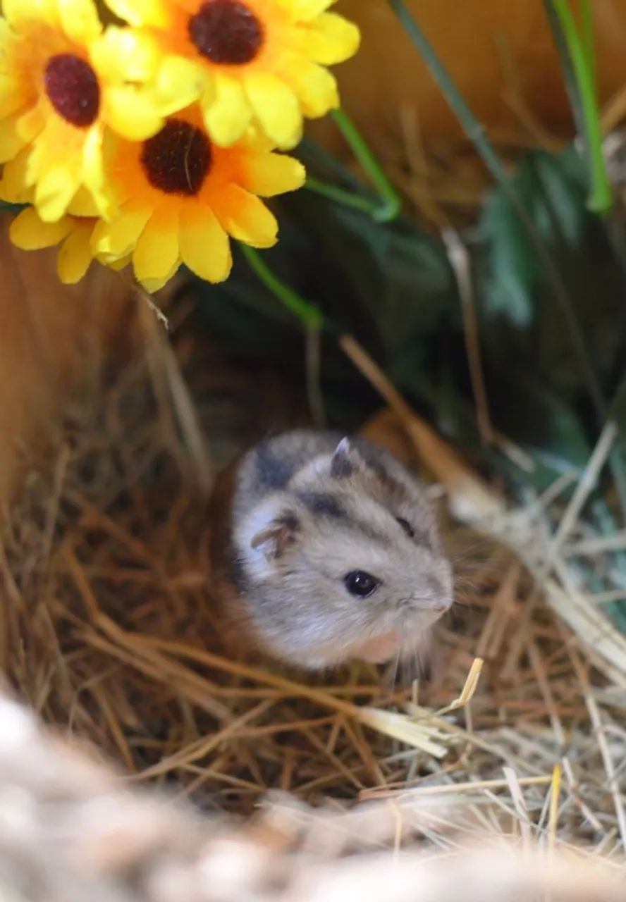 Hamster sírio e anão russo Twister coelhos calopsita porquinho filhotes e adultos 