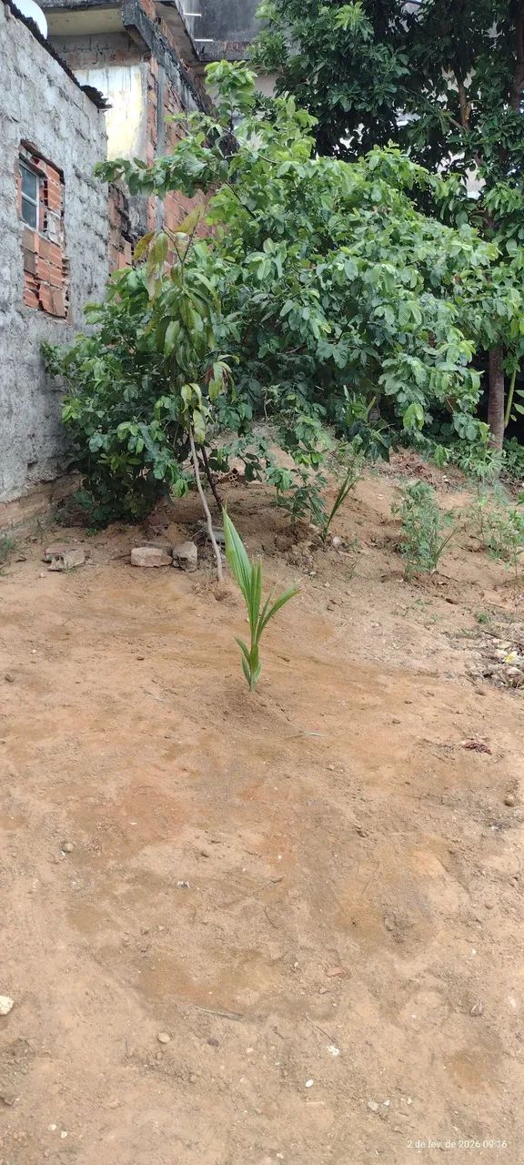Terreno grande ( Oportunidade) - Foto 2