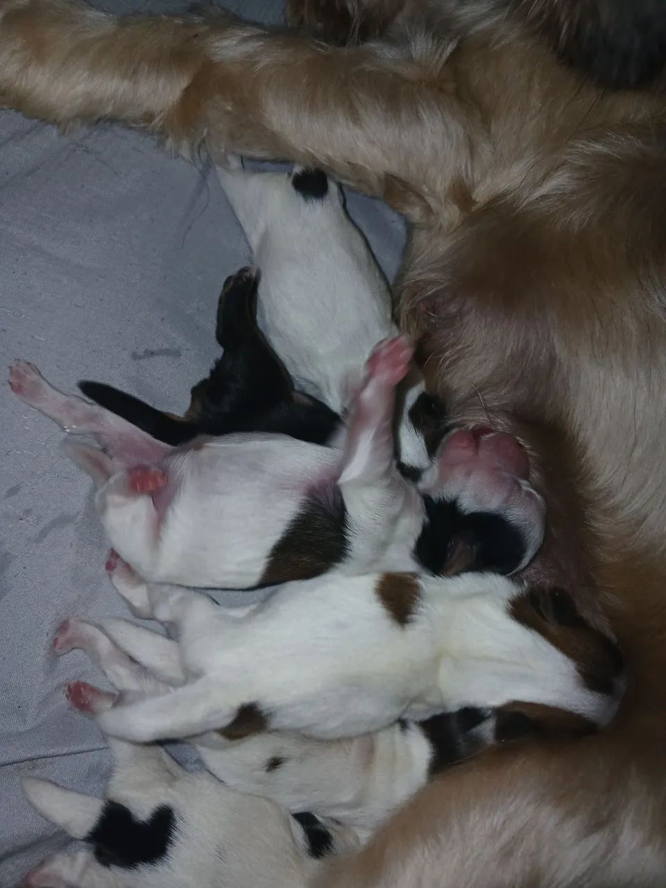 Cachorro  - Foto 3