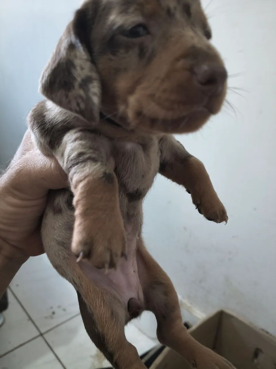 CACHORRINHO MOFADINHOS - Foto 2