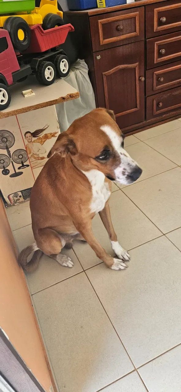 Doa-se cão 