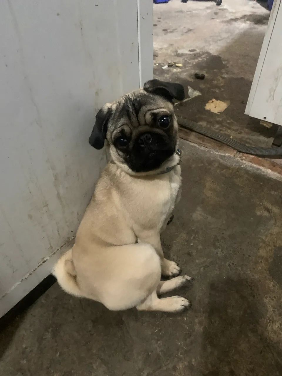 pug fêmea  - Foto 3