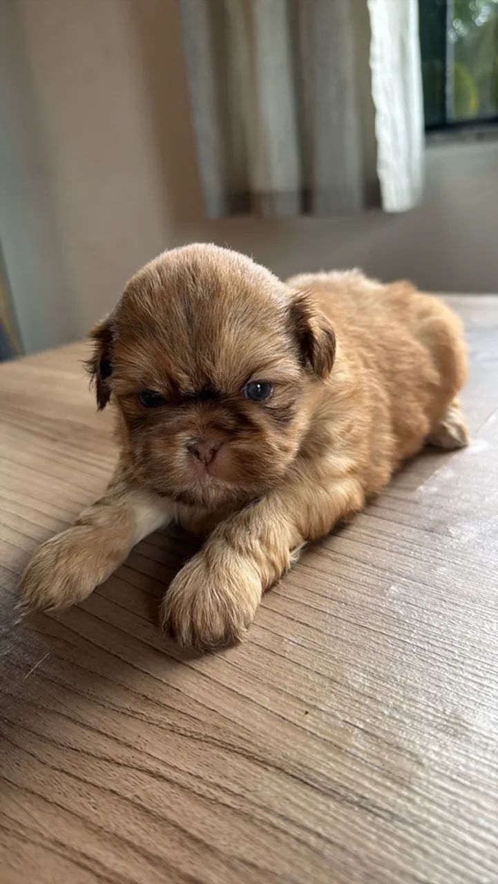 Shihtzu macho  - Foto 2