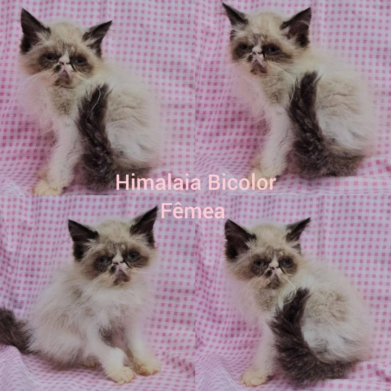 Persas, Exóticos e Himalaios Filhotes - Gatil BSB Cat  - Foto 6