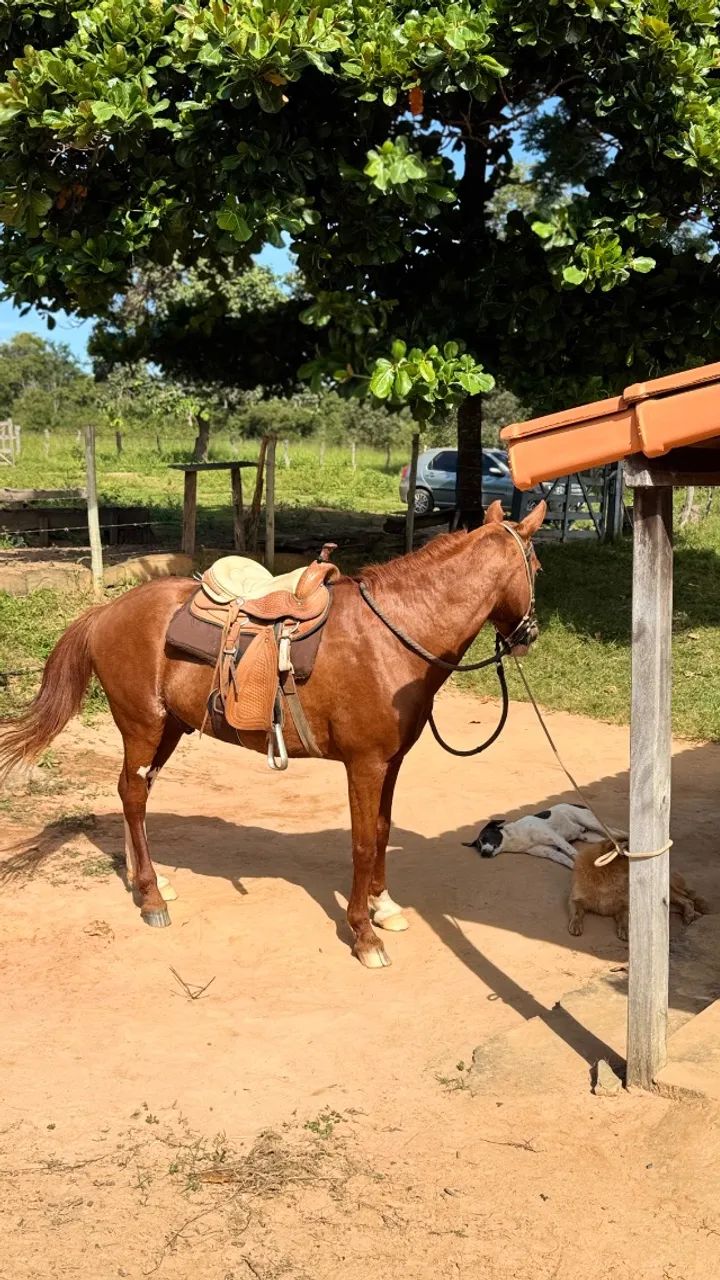 Cavalo à venda - Foto 2