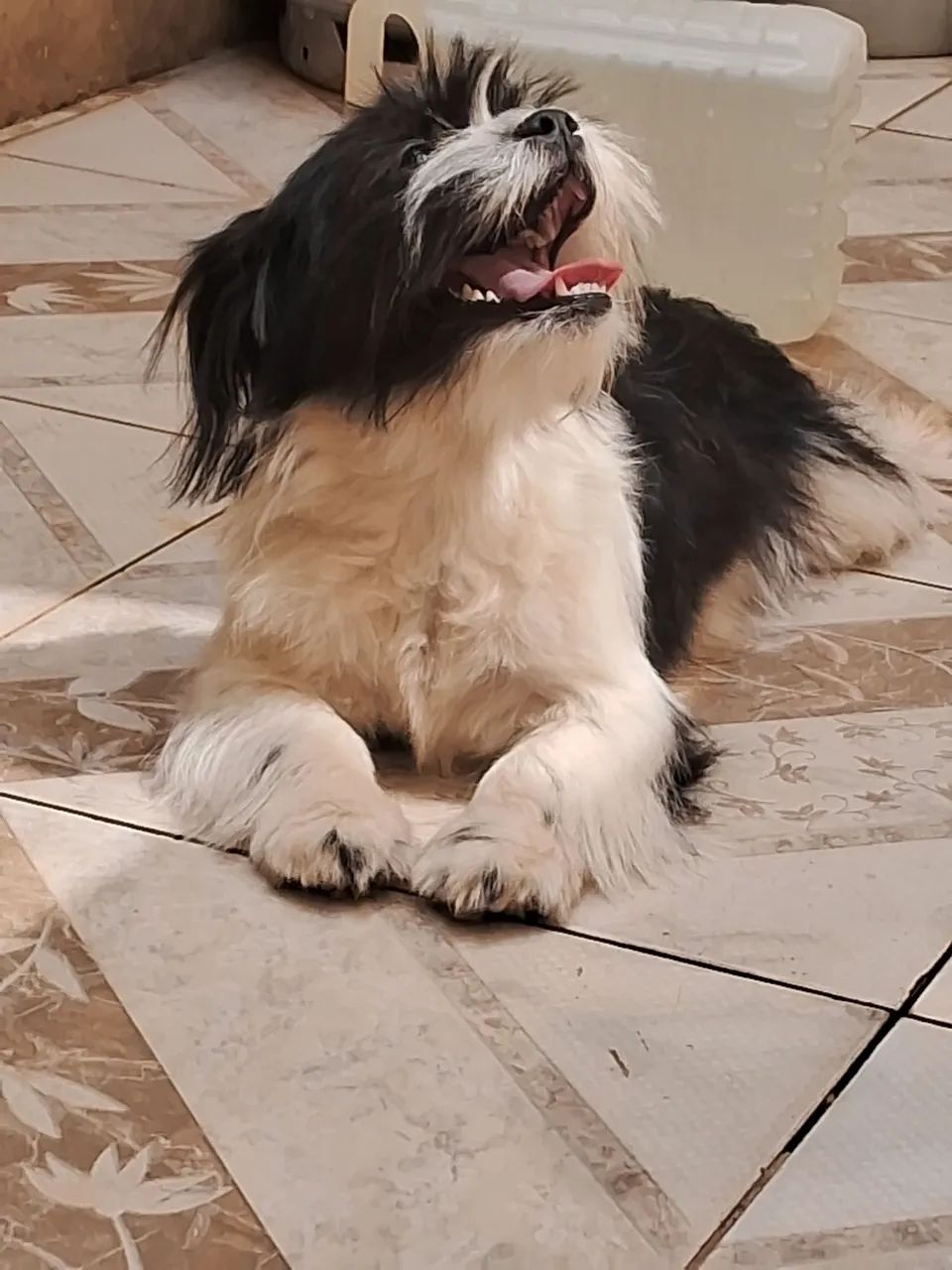 Vendo cachorra de 8 meses  - Foto 2