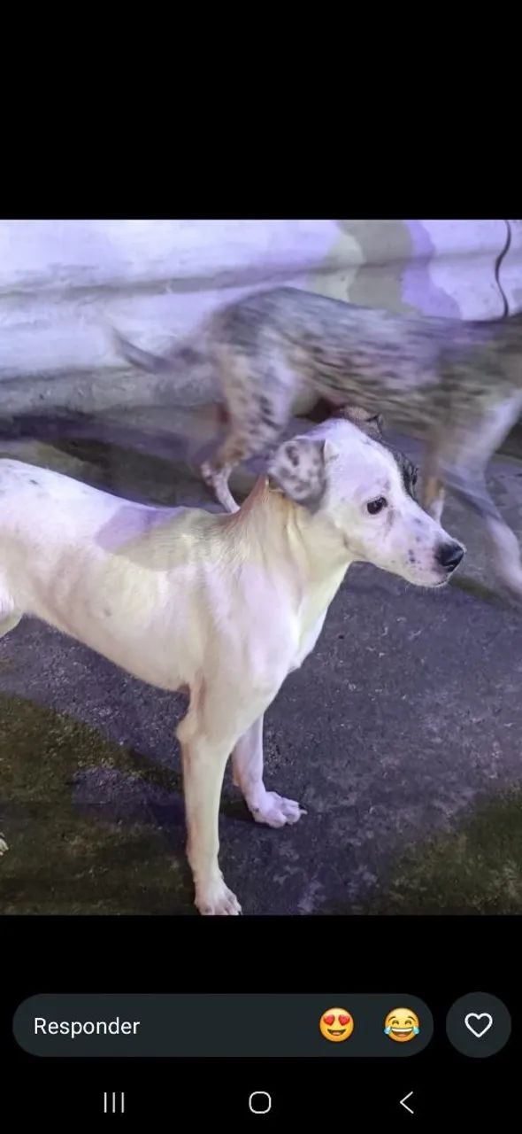 Doação cachorrinha  - Foto 3