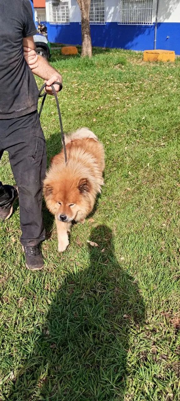 Chow-Chow puro e manso  - Foto 3