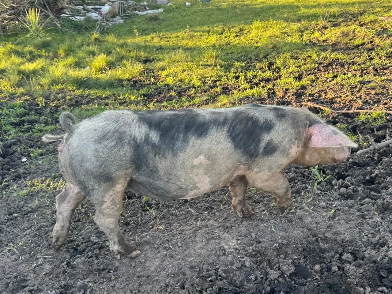 Porca  - Foto 4
