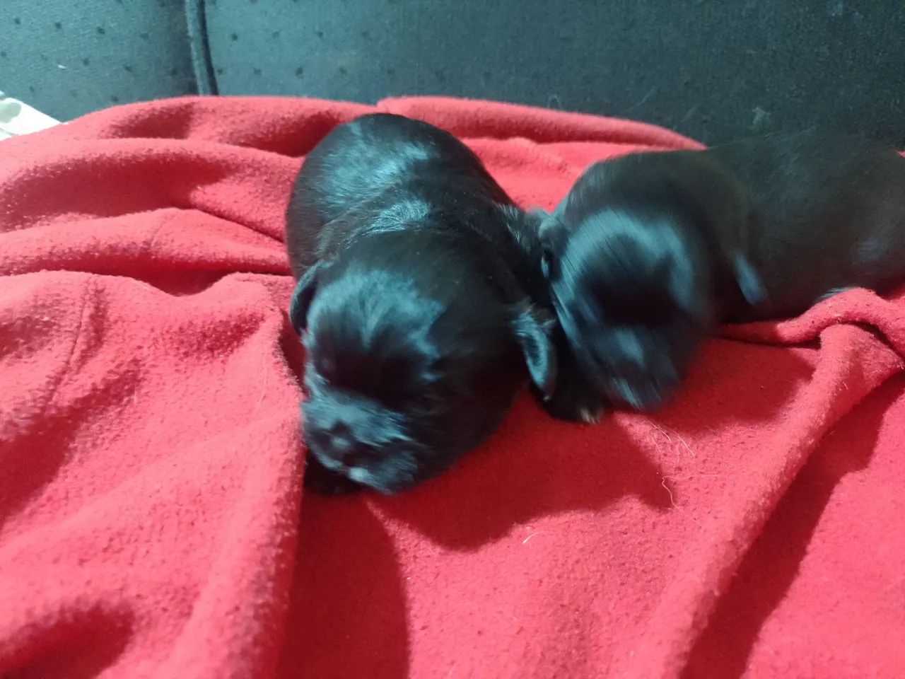 Cachorro  - Foto 5