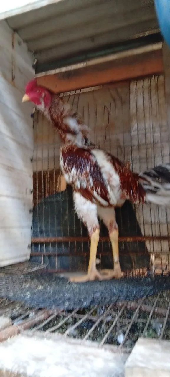 Galo - Foto 4