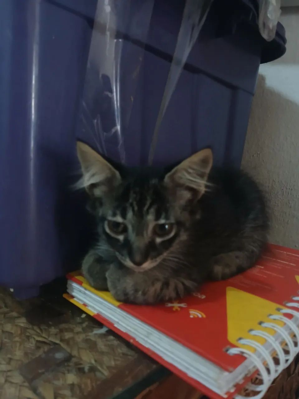 Adoção responsável fêmea - Foto 4