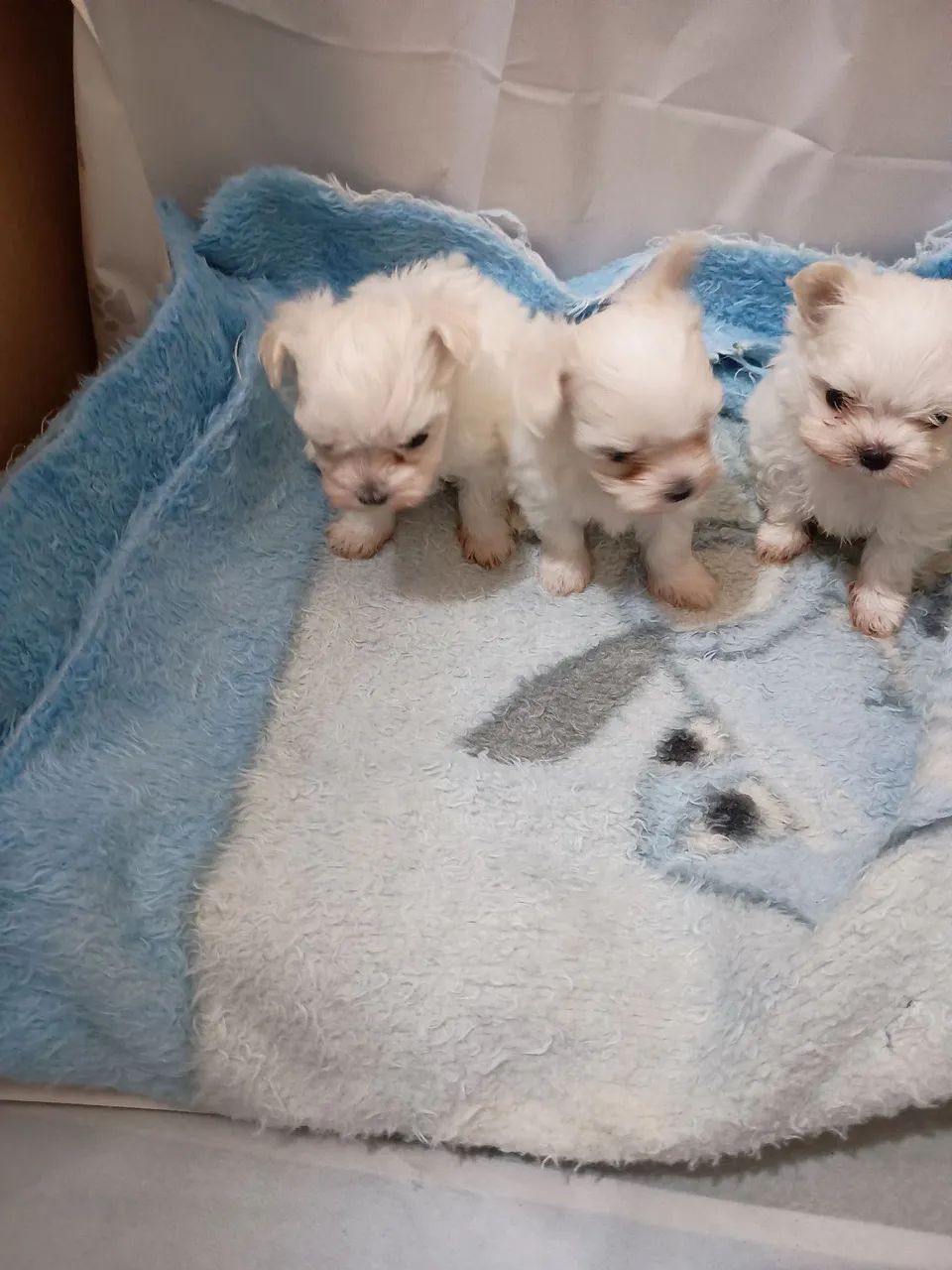 Maltês Bibelô Legítimos com Pedigree  - Foto 4