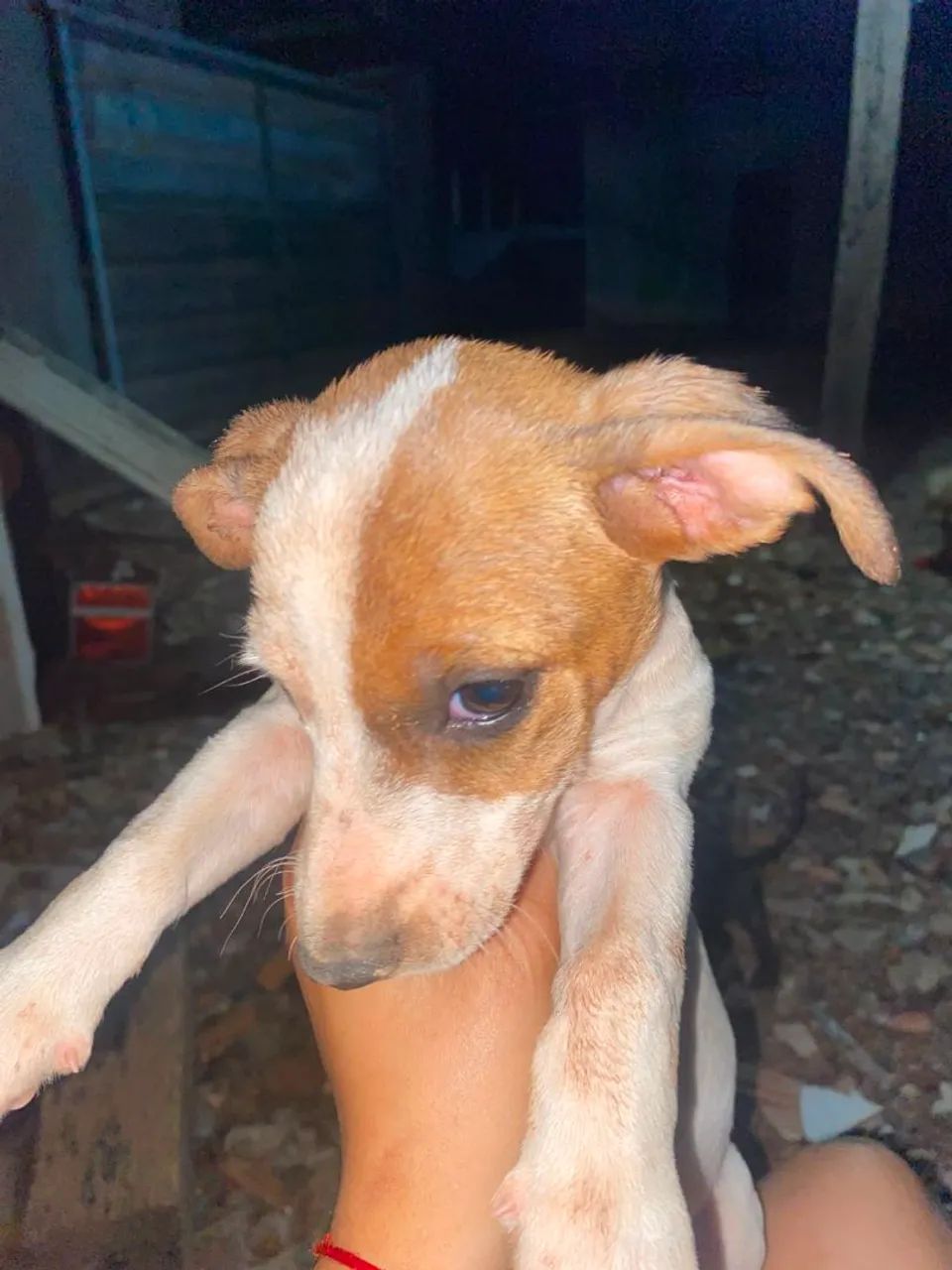 Doa-se filhotes de cachorro  - Foto 2
