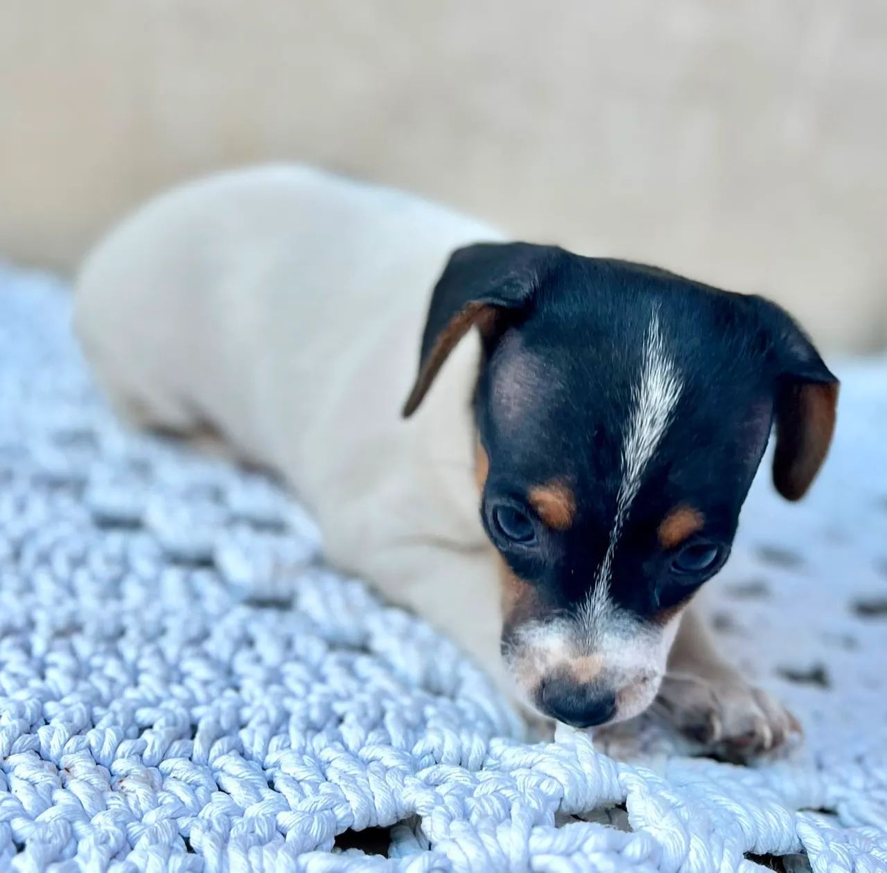 Cachorro Pinscher  número  1 - Foto 5