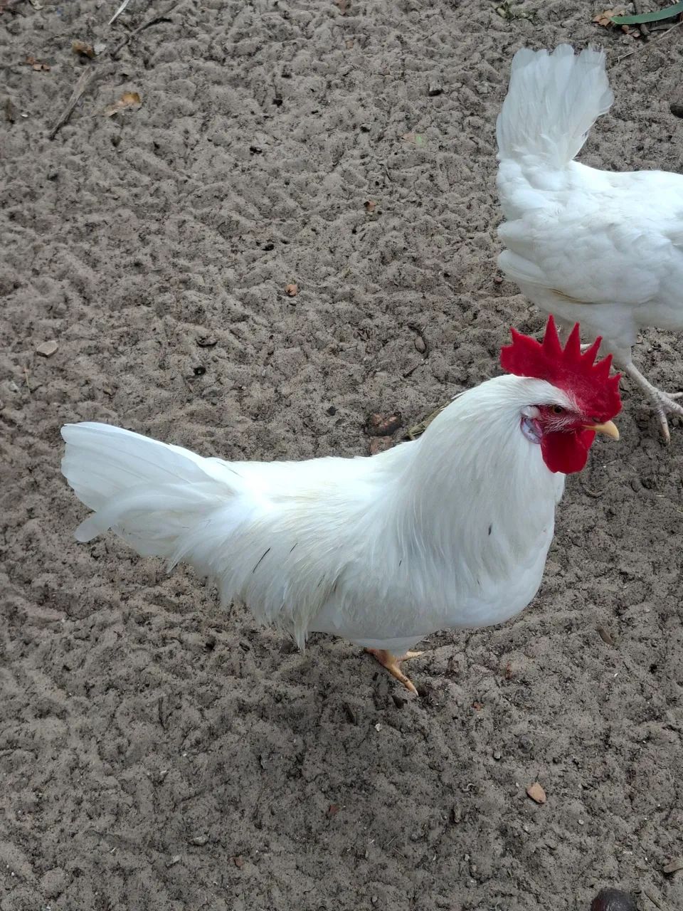 Vendo galos e angulista  - Foto 3