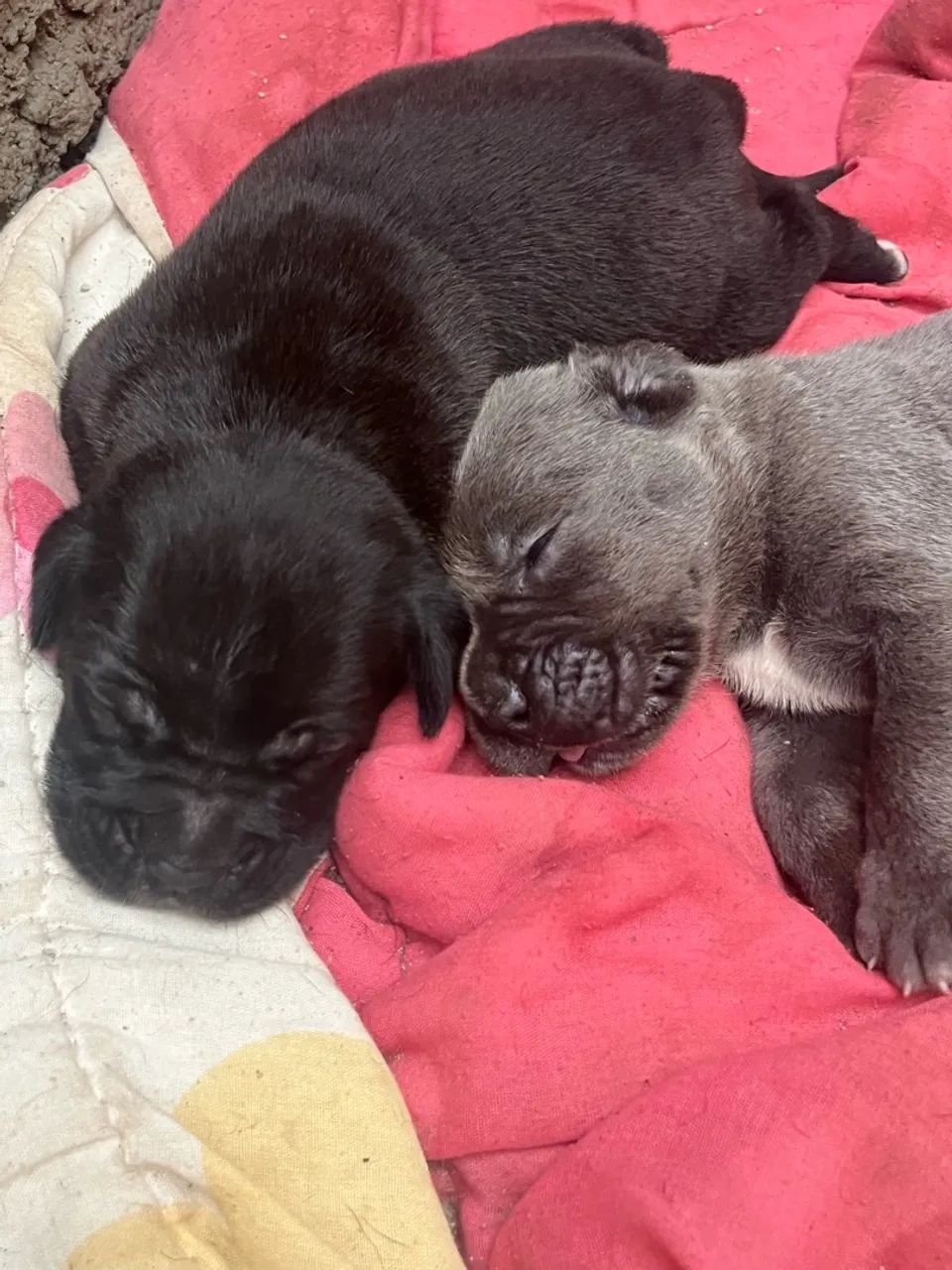 Filhote de Cane Corso  - Foto 2