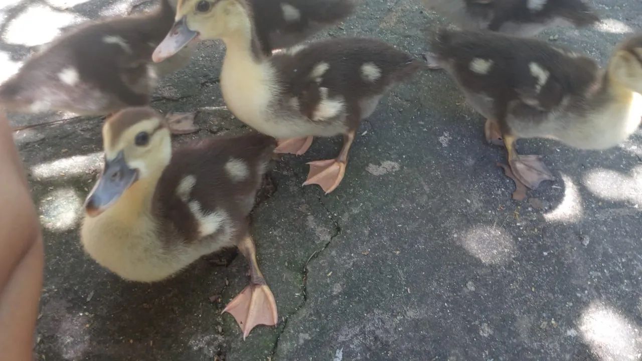 Vendo patinhos  - Foto 2