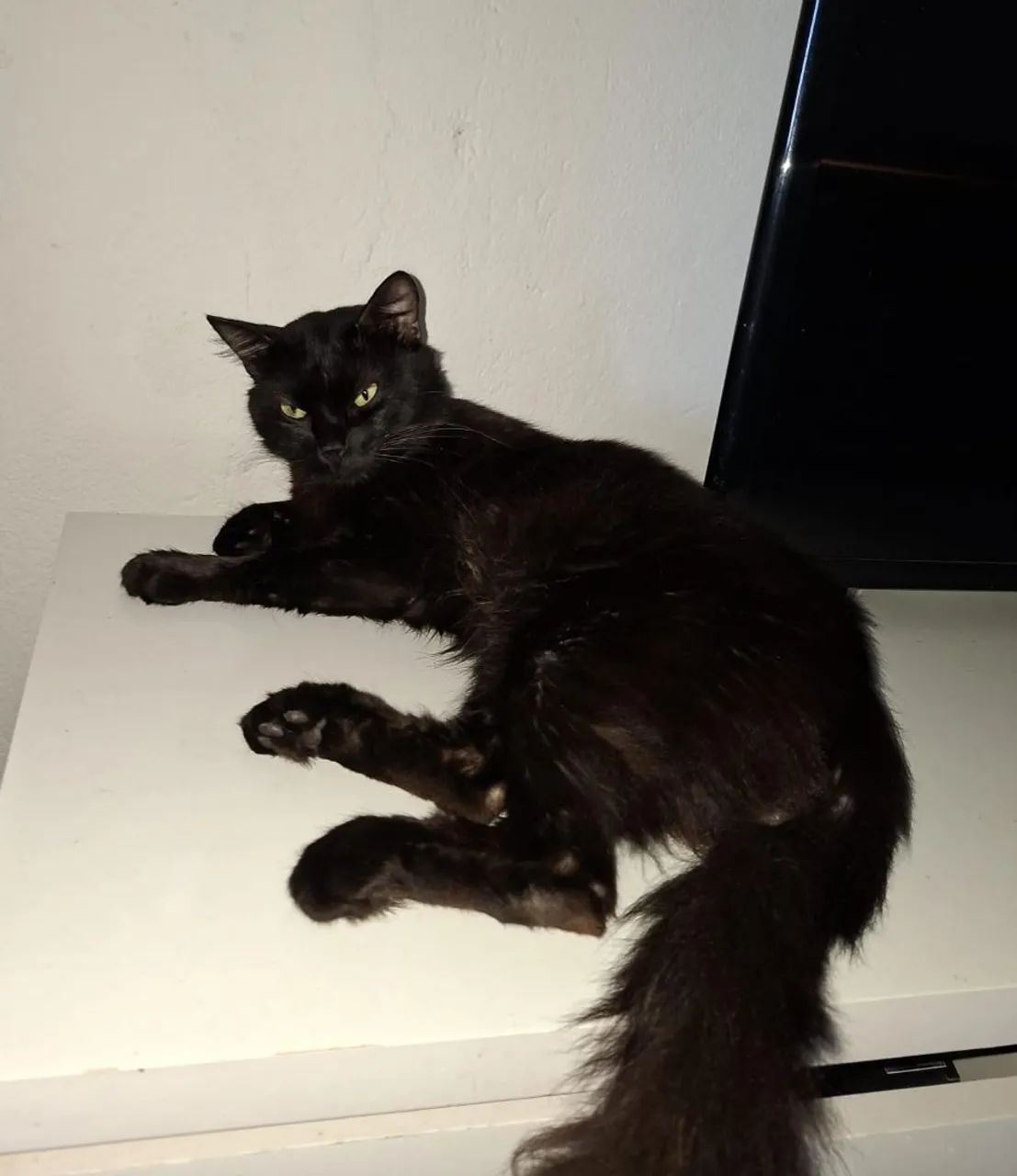 Gato preto 