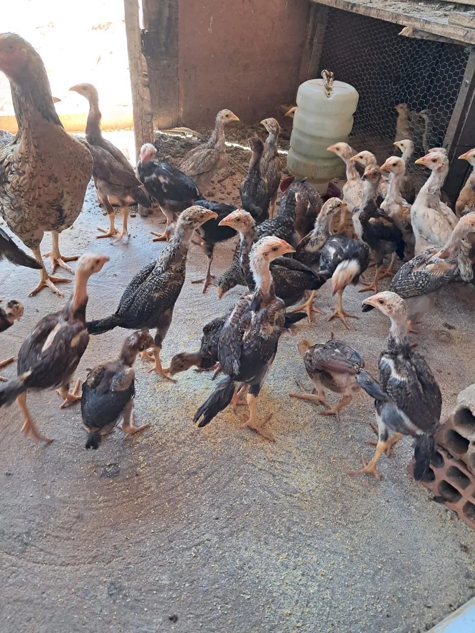 Frango caipira legítimo 