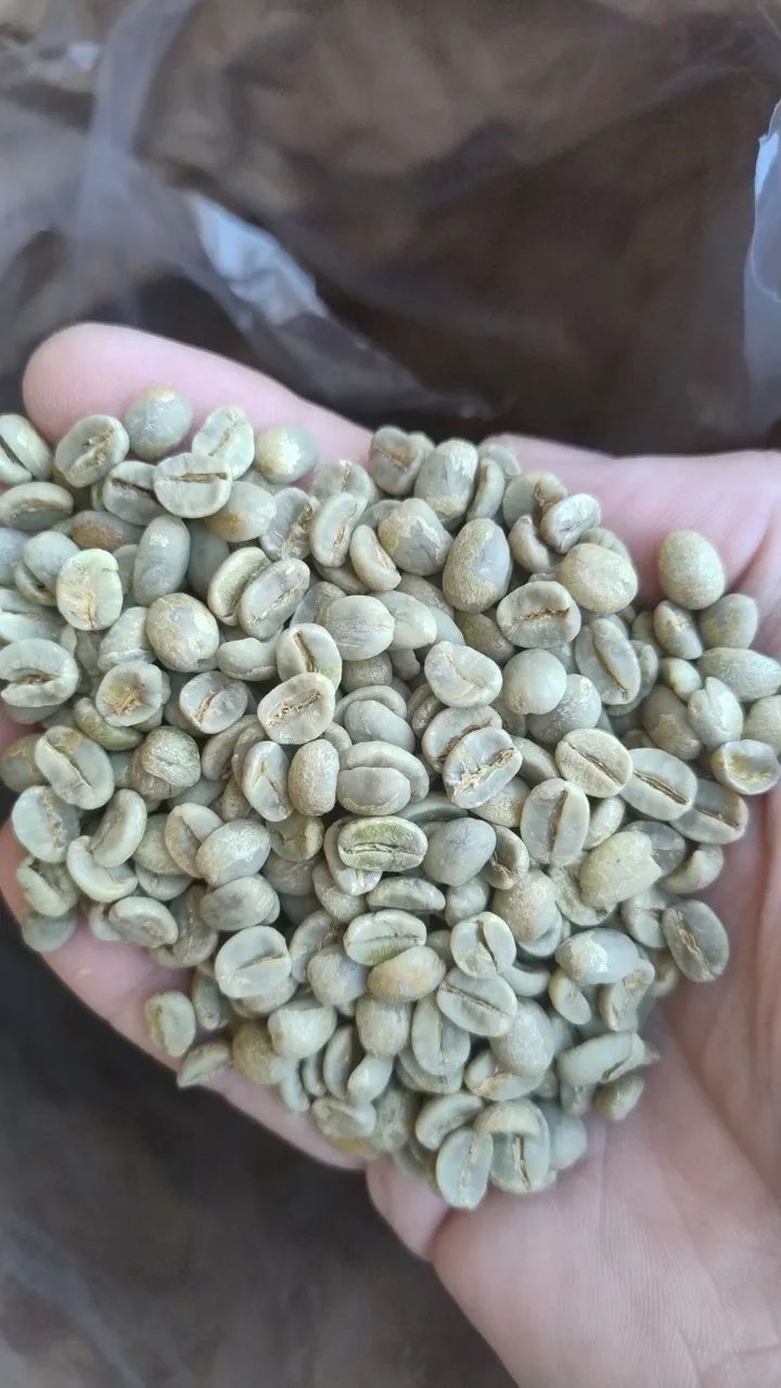 Café  Verde Especial  83 pontos!! 30kg leia o anuncio - Foto 2