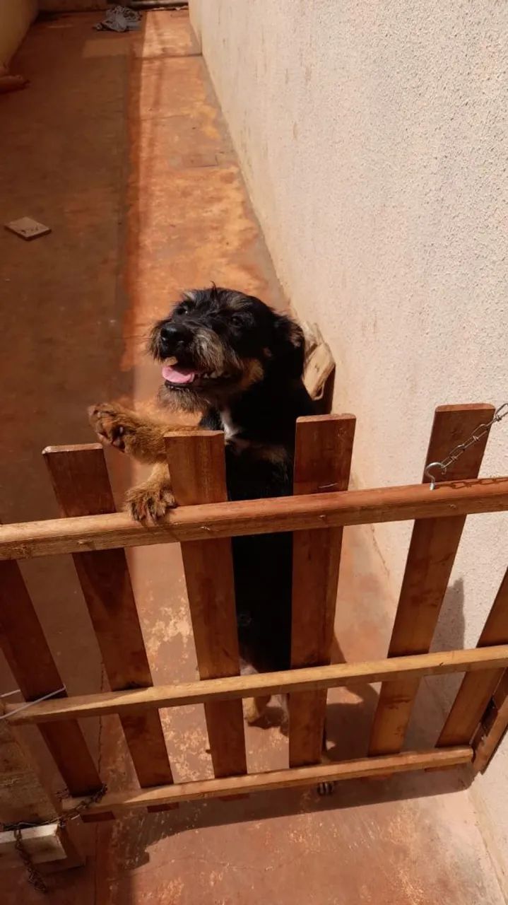 Doação de cachorro - Foto 5