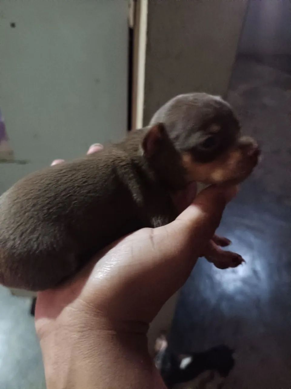 Cachorro 