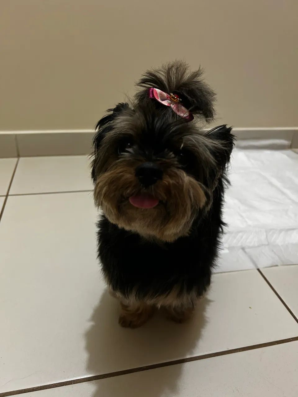 PET SITTER - MARINGÁ - Foto 2