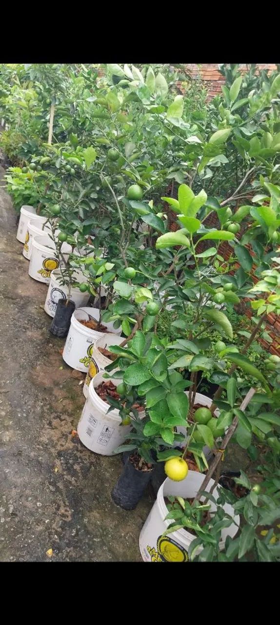 Frutíferas enxertadas  - Foto 2