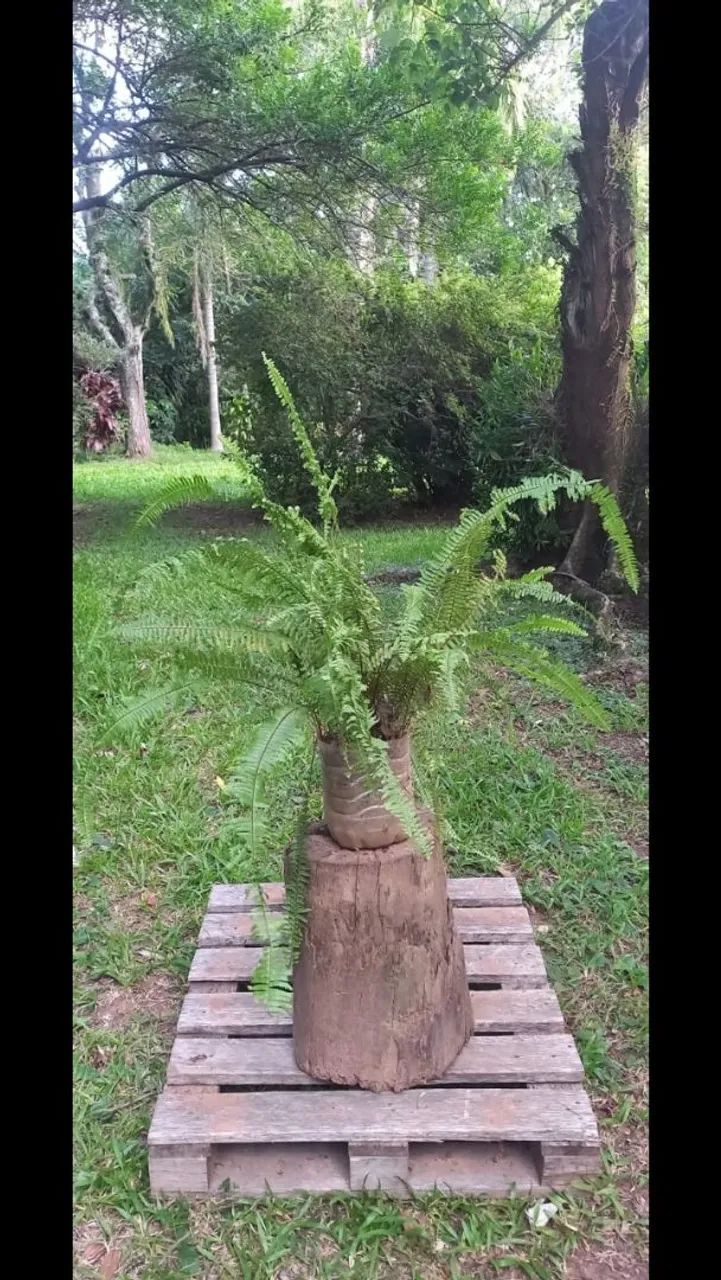 Planta Samambaia com 70cm de folha 