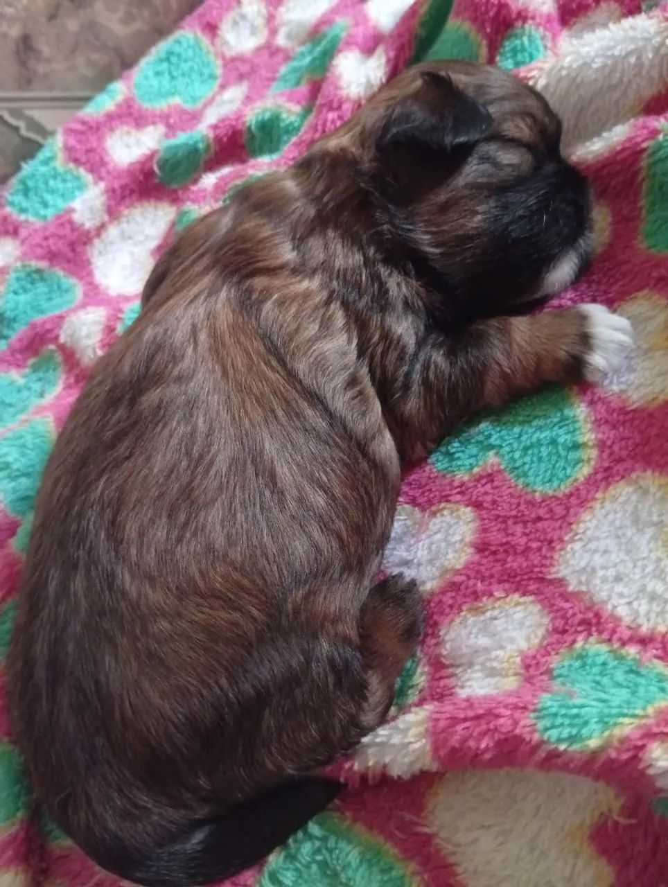 Cachorro - Foto 4