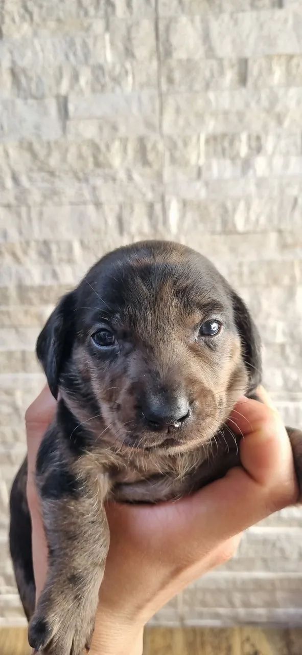 Venda de Filhotes Dachshund - 26 dias - Foto 2
