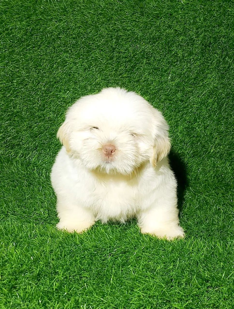 shill. maaa_ma 様 オーダー Shih-Tzu machos a pronta entrega - Cachorros - Cidade