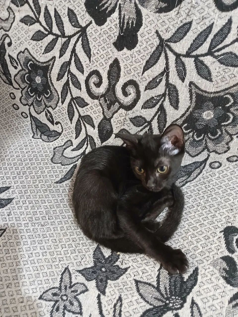 Gato filhote raça bombaim - Foto 5