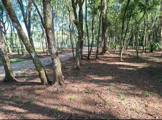 Chacara Rio negro 27.500m2 - Foto 5
