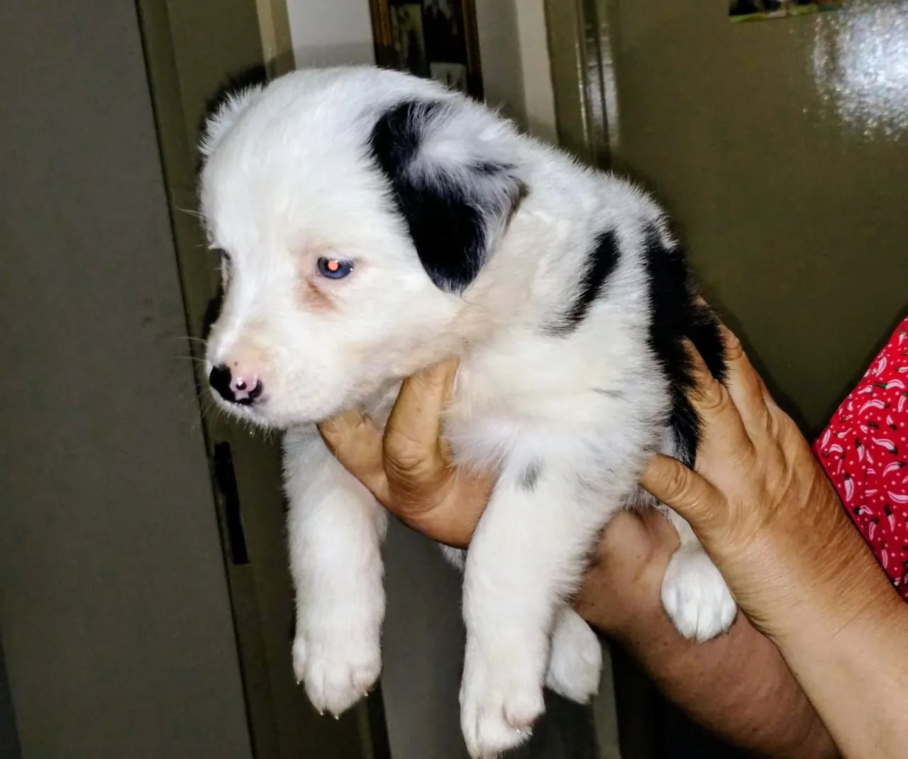 Border Collie  - Foto 2